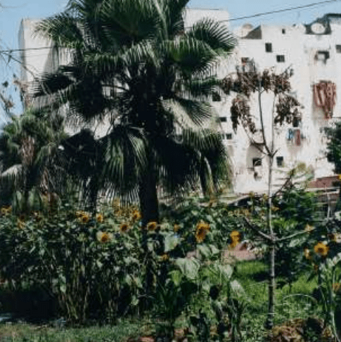 Yto Barrada y la ciudad como resto: habitar Casablanca desde la&nbsp;fisura