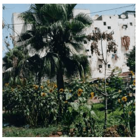 Yto Barrada y la ciudad como resto: habitar Casablanca desde la&nbsp;fisura